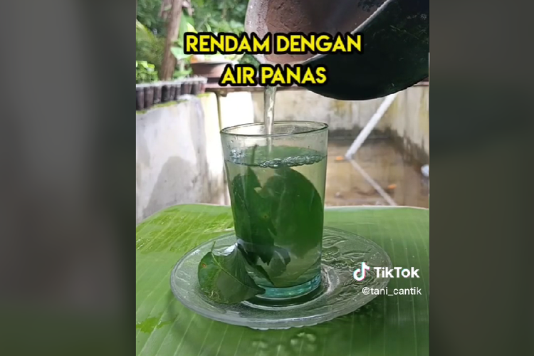 Unggahan Ramuan Daun Jeruk&Garam Bisa Mengobati Sakit Gigi